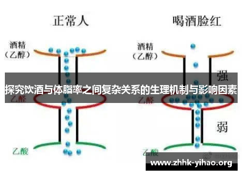 探究饮酒与体脂率之间复杂关系的生理机制与影响因素
